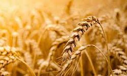 Buğday ve arpa fiyatları zamlandı