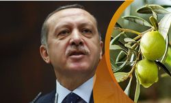 Erdoğan talimatı ile zeytinyağı ihracatı durduruldu