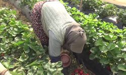 Çilek hasadı başladı: Emekli maaşı yetmiyor, çilek üreticileri zor durumda