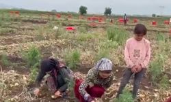 CHP'li Kaya: Tarım işçileri tatile gitmiyor, ekmek parası peşinde yollarda ömür harcıyorlar