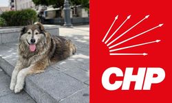 CHP’lilerden sokak hayvanlarını ‘öldürmeyi’ öngören yasa teklifine tepki