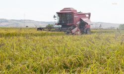 Edirne'de 1 kilo çeltiğin maliyeti 30 lira olarak hesaplandı