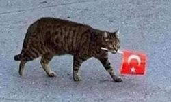 Ve kedi aslan kesildi!... l İsmet Orhan yazdı...