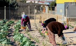 Bornova Belediyesi'nin Kent Bostanı Projesinde ilk hasat