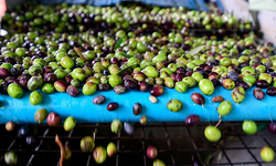 Bornova Belediyesi'nden zeytin üreticilerine lojistik destek