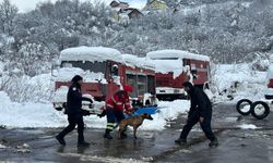 Sarıyer Belediyesi’nin arama kurtarma köpekleri Şilan ve Üzüm, Bosna-Hersek’te büyük başarı gösterdi