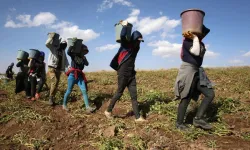 Mevsimlik işçi ilanına 256 mühendis başvurdu