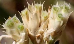 Türkiye’nin İlk Endemik Göbek Otu İzmir’de Bulundu