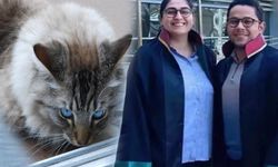Hastanede Üzerine Kedi Düştü, 50 Bin TL Kazandı