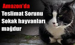 Amazonda'a teslimat ihmali: Sokak Hayvanları aç kaldı