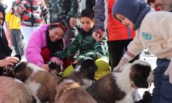Erciyes’in Sevimli Köpekleri Pastırma ve Sucuk İlgi Odağı