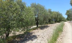 Saruhanlı zeytininde halkalı leke alarmı: İlaçlama uyarısı