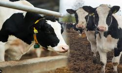 TARSİM’den Sigortalı Üreticilere 6,3 Milyon TL Tazminat