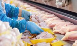 Ramazan Öncesi Tavuk Fiyat Artışı İçin İhracat Durdu