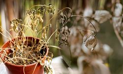 Rüya Tabiri: Kurumuş Çiçek Nasıl Yorumlanır?