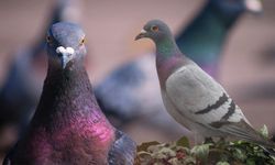 Dünyanın en pahalı güvercini rekor fiyata satıldı
