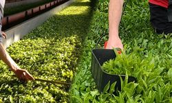 Çaycıyı bitiren fiyat ihanettir: Üretici 46 TL istiyor