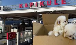 6 yavru köpeği sınırdan geçirirken yakalandılar
