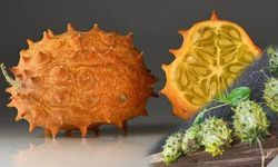 Kiwano merak ediliyor: Nasıl yenir, neye iyi gelir?