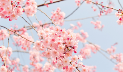 Tokyo'da halk "sakura" çiçeklerini görmek için parklara akın etti