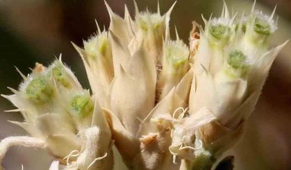 Türkiye’nin İlk Endemik Göbek Otu İzmir’de Bulundu