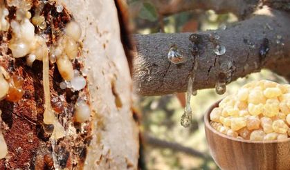 Akgülen sakızı: Yakılır mı, çiğnenir mi?