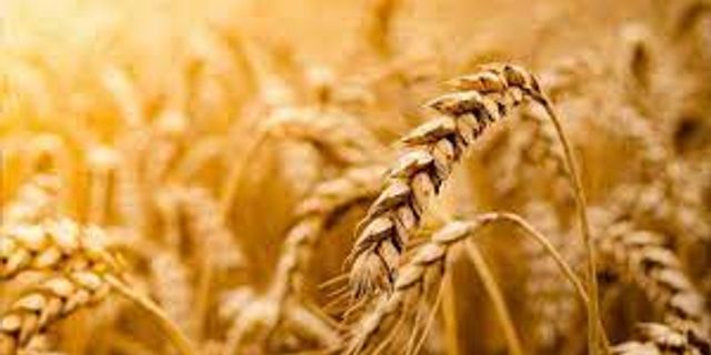 Buğday ve arpa fiyatları düştü