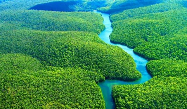 Amazon ormanları her yıl 15 milyondan fazla hastalık vakasını önlüyor