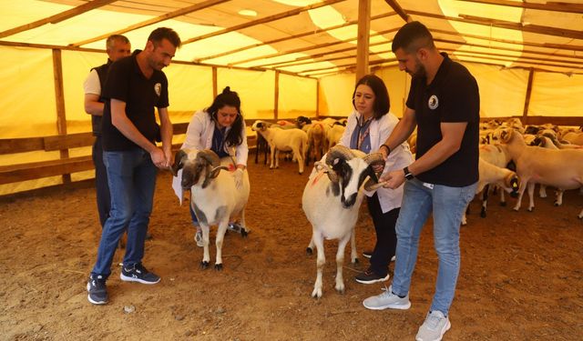 Kurban fiyatları uçuşa geçti
