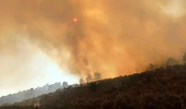 Milas'taki orman yangının belli oldu