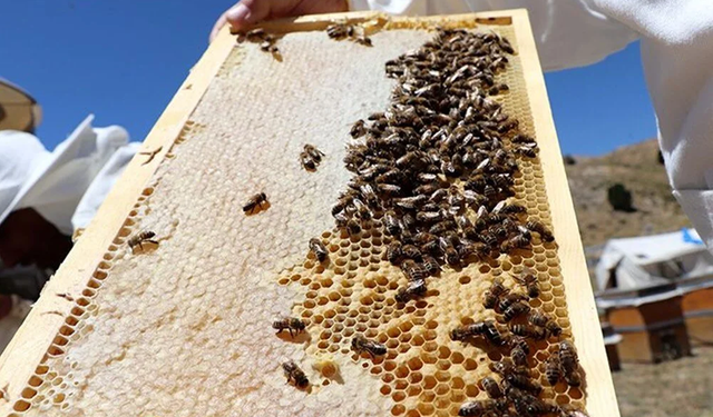 Yalancı bahar arıları vurdu!