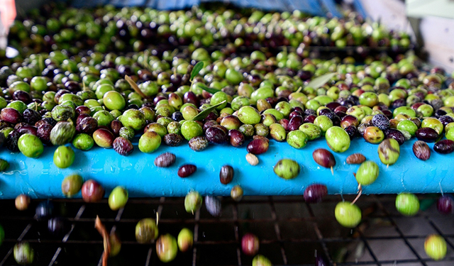 Bornova Belediyesi'nden zeytin üreticilerine lojistik destek