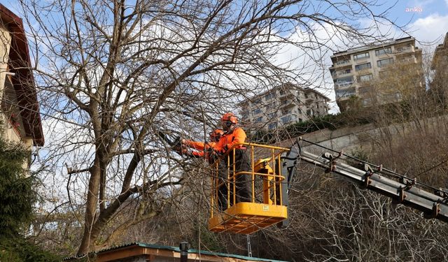 Beykoz’da yeşil doku için ağaç budama çalışmaları devam ediyor