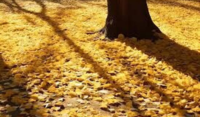 Sonbaharın Gölgesinde  Yazar: Taus Ultumu