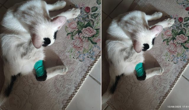 Sevimli kedinin ameliyatı için bağışçı aranıyor