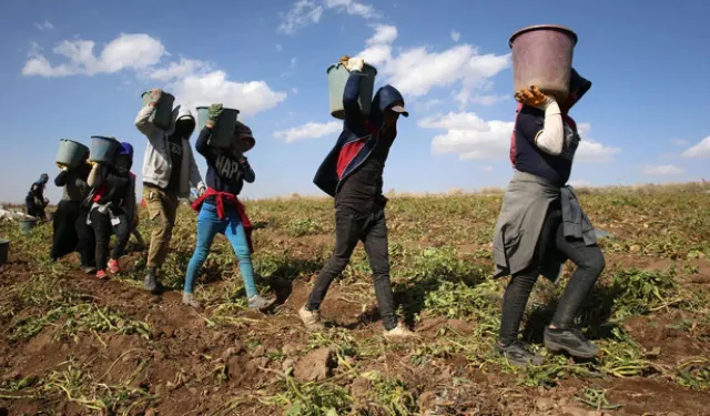 Mevsimlik işçi ilanına 256 mühendis başvurdu