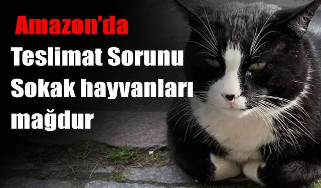 Amazonda'a teslimat ihmali: Sokak Hayvanları aç kaldı