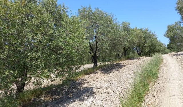 Saruhanlı zeytininde halkalı leke alarmı: İlaçlama uyarısı