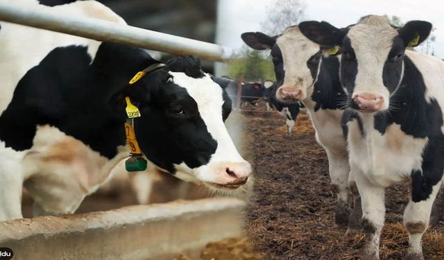 TARSİM’den Sigortalı Üreticilere 6,3 Milyon TL Tazminat