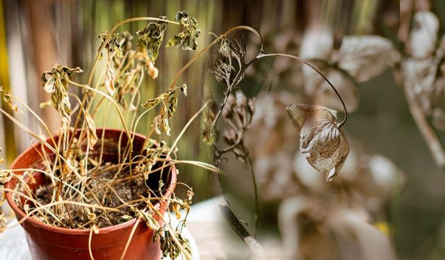 Rüya Tabiri: Kurumuş Çiçek Nasıl Yorumlanır?