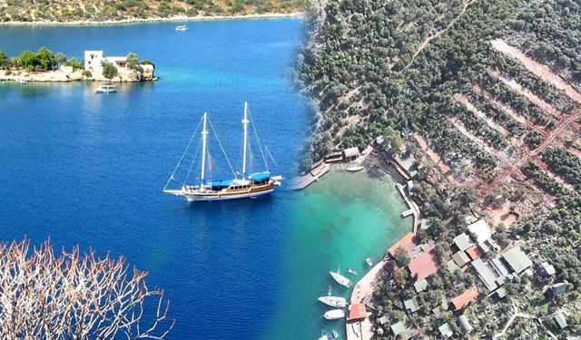 Zeytinlik Alan Tehlikede: Kekova Limanağzı’nda Acil Çağrı