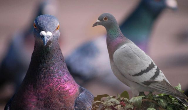 Dünyanın en pahalı güvercini rekor fiyata satıldı