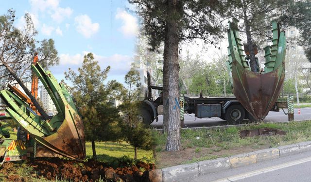 Diyarbakır’da ağaç sökümü tepkiyi büyüttü