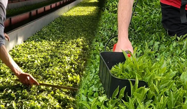 Çaycıyı bitiren fiyat ihanettir: Üretici 46 TL istiyor