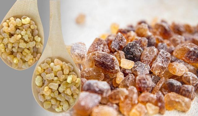 Akgülen sakızı: Yakılır mı, çiğnenir mi?