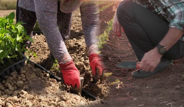 Ereğli’de 350 bin yerli fide bedava dağıtılıyor