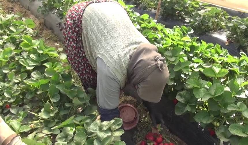 Çilek hasadı başladı: Emekli maaşı yetmiyor, çilek üreticileri zor durumda