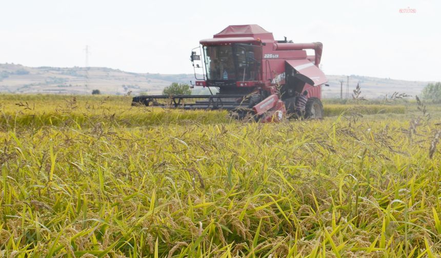 Edirne'de 1 kilo çeltiğin maliyeti 30 lira olarak hesaplandı