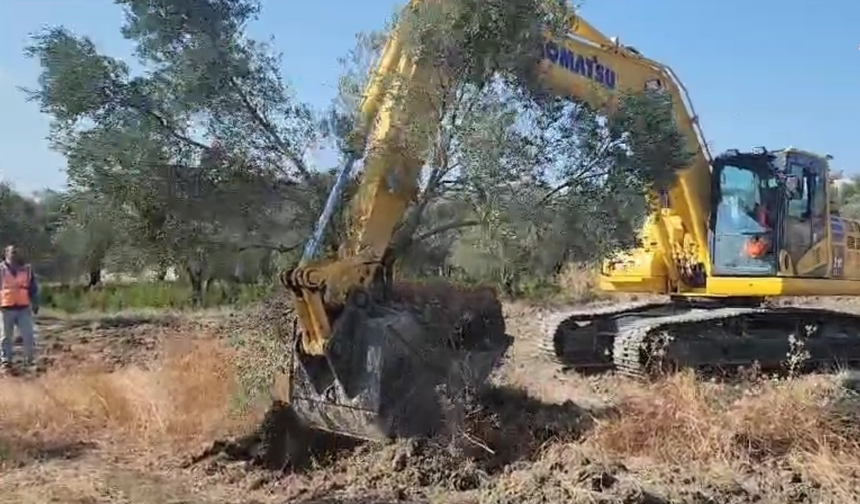 Hatay'da zeytin katliamı devam ediyor