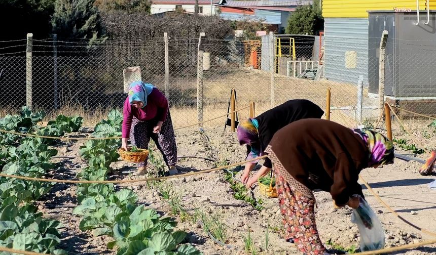 Bornova Belediyesi'nin Kent Bostanı Projesinde ilk hasat